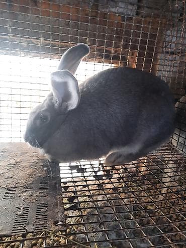 Продаю | Крольчиха (самка) at lalafo.kg Продаю | Крольчиха (самка)