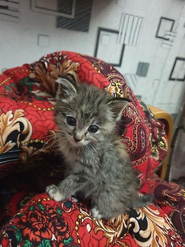 Котёнок, Активный и любознательный. Девочка 2 месяца. Отдам в добрые at lalafo.kg Котёнок, Активный и любознательный. Девочка 2 месяца. Отдам в добрые