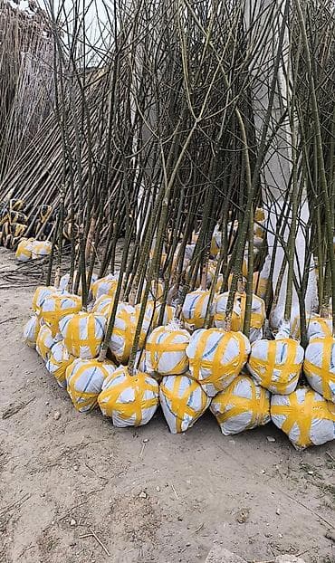 Кочот сатылат КОЧОТ Алма,Орук Превосход,крипсон Доставка любой область at lalafo.kg Кочот сатылат КОЧОТ Алма,Орук Превосход,крипсон Доставка любой область