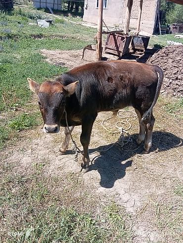 Продаю | Бык (самец) | Полукровка | На откорм | Привязанные at lalafo.kg Продаю | Бык (самец) | Полукровка | На откорм | Привязанные