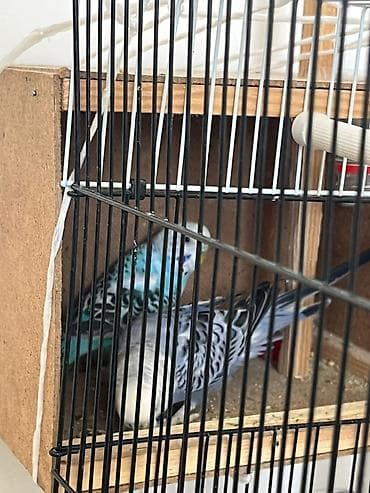 Продаю срочно волнистых попугаев с деревянным гнездовым домиком at lalafo.kg Продаю срочно волнистых попугаев с деревянным гнездовым домиком