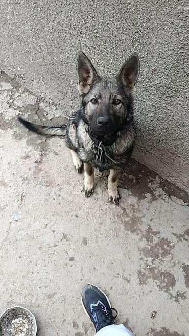 Восточноевропейская овчарка, 5 месяцев, Самка at lalafo.kg Восточноевропейская овчарка, 5 месяцев, Самка