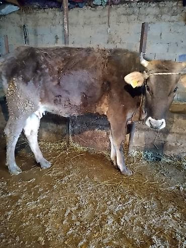 Продаю | Корова (самка), Тёлка | Для молока at lalafo.kg Продаю | Корова (самка), Тёлка | Для молока