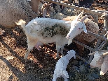 Продаю | Коза (самка) | Для молока at lalafo.kg Продаю | Коза (самка) | Для молока