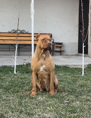 Продаётся крупная сука,2 года очень умная знает некоторые команды не at lalafo.kg Продаётся крупная сука,2 года очень умная знает некоторые команды не