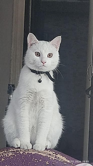 Ищу кошку бесплатно at lalafo.kg Ищу кошку бесплатно