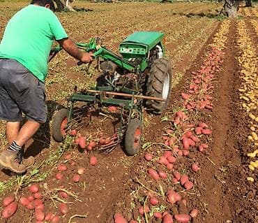 Картошка Дүңүнөн lalafo.kg да — 6 Картошка Дүңүнөн — 6