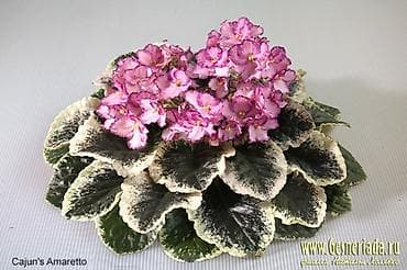 Продаю деткистартеры взрослые цветущие фиалки 🌺🌿🌺. Нахожусь в at lalafo.kg Продаю деткистартеры взрослые цветущие фиалки 🌺🌿🌺. Нахожусь в