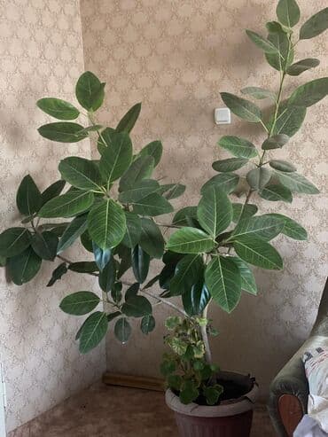 Фикус эластика(резиновое дерево)редкого вида,8 лет. Торг уместен at lalafo.kg Фикус эластика(резиновое дерево)редкого вида,8 лет. Торг уместен