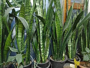 Сансевиерия (Щучий хвост) в горшках. - Разновидность: Sansevieria at lalafo.kg Сансевиерия (Щучий хвост) в горшках. - Разновидность: Sansevieria