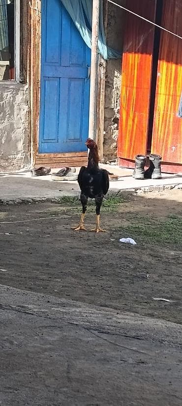 Продаю | Петух | Бойцовая | Для разведения at lalafo.kg Продаю | Петух | Бойцовая | Для разведения