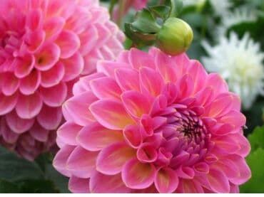 Уйго Иш барбы Уйдо отурам at lalafo.kg Уйго Иш барбы Уйдо отурам