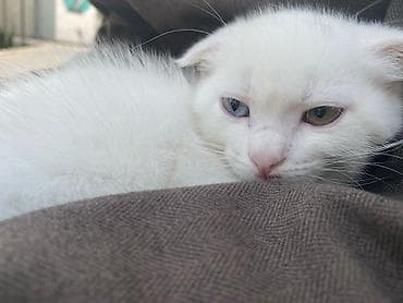 Скотиш Фолд (Шотландская вислоухая), 2 месяца, Девочка, Белый at lalafo.kg Скотиш Фолд (Шотландская вислоухая), 2 месяца, Девочка, Белый