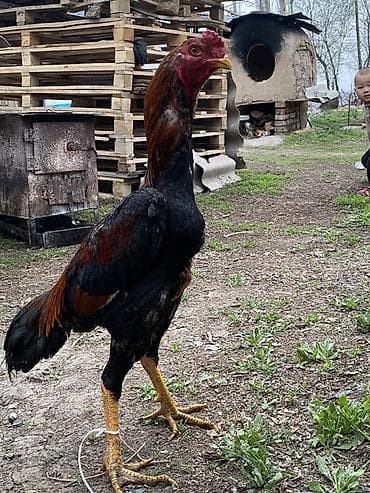 Продаю | Петух | Бойцовая | Для боев at lalafo.kg Продаю | Петух | Бойцовая | Для боев