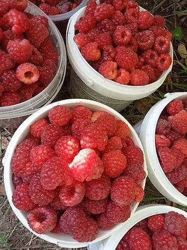 Малина at lalafo.kg Малина