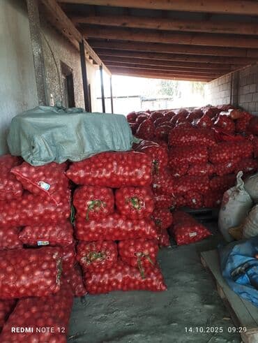 Лук Оптом at lalafo.kg Лук Оптом