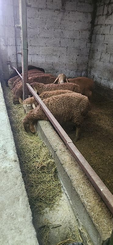 Продаю | Ягненок, Баран (самец) | Гиссарская, Полукровка, Арашан | Для разведения | Осеменитель at lalafo.kg Продаю | Ягненок, Баран (самец) | Гиссарская, Полукровка, Арашан | Для разведения | Осеменитель