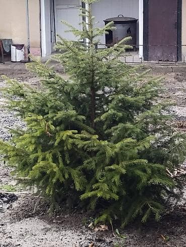 Продам ёлочку самовывоз с пригородного at lalafo.kg Продам ёлочку самовывоз с пригородного