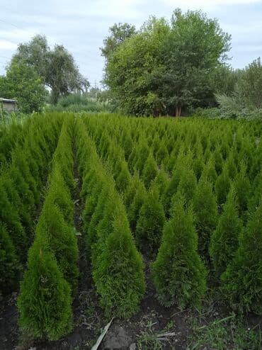 Саженцы деревьев: Туи at lalafo.kg Саженцы деревьев: Туи