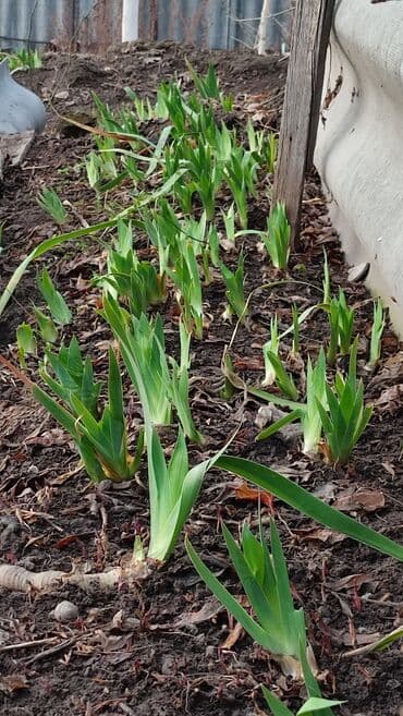 Рассада цветка: Ирисы, Самовывоз at lalafo.kg Рассада цветка: Ирисы, Самовывоз