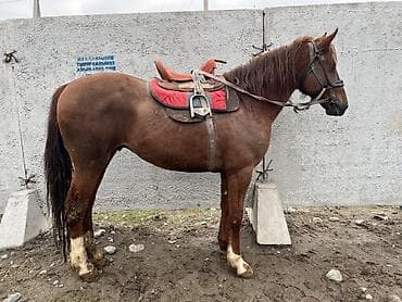 Продаю | Жеребец | Полукровка, Дончак | Рабочий at lalafo.kg Продаю | Жеребец | Полукровка, Дончак | Рабочий