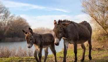 Эшек сатылат ургаачы
Баласы мн
Цена договорная at lalafo.kg Эшек сатылат ургаачы
Баласы мн
Цена договорная