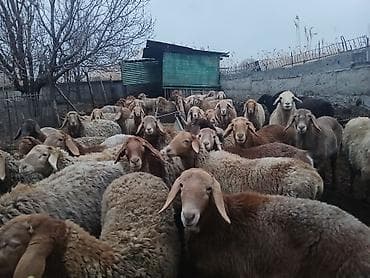 Продаю | Овца (самка) | Полукровка, Арашан at lalafo.kg Продаю | Овца (самка) | Полукровка, Арашан