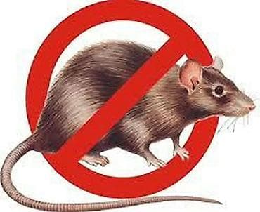 Дезинфекция, дезинсекция, | Клопы, Блохи, Тараканы, | Транспорт, Офисы, Квартиры at lalafo.kg — 1 Дезинфекция, дезинсекция, | Клопы, Блохи, Тараканы, | Транспорт, Офисы, Квартиры — 1