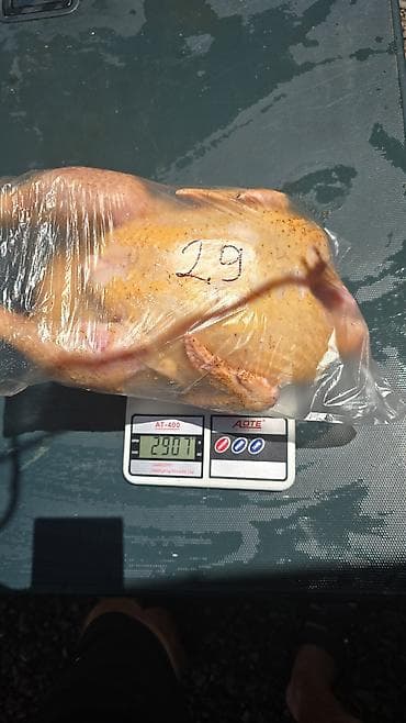 ЗАЗ: Сатам | Тооктор | Бройлер, РОСС 308, КОББ 500 | Союуга lalafo.kg да — 4 ЗАЗ: Сатам | Тооктор | Бройлер, РОСС 308, КОББ 500 | Союуга — 4