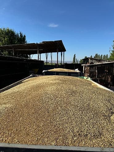 Арпа сатам 2 тонна под комбайн19 сом at lalafo.kg Арпа сатам 2 тонна под комбайн19 сом
