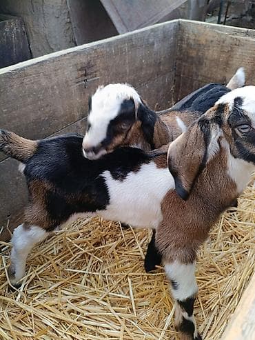 Продаю | Козлёнок | Нубийская | Для разведения at lalafo.kg — 7 Продаю | Козлёнок | Нубийская | Для разведения — 7