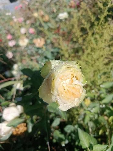 ТОЛЬКО ОПТОМ КОРНИ РОЗ ПОКА ЕСТЬ АССОРТИМЕНТ Садовые розы – микс at lalafo.kg — 3 ТОЛЬКО ОПТОМ КОРНИ РОЗ ПОКА ЕСТЬ АССОРТИМЕНТ Садовые розы – микс — 3