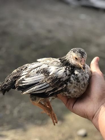 Продаю | Цыплята | Для разведения at lalafo.kg Продаю | Цыплята | Для разведения