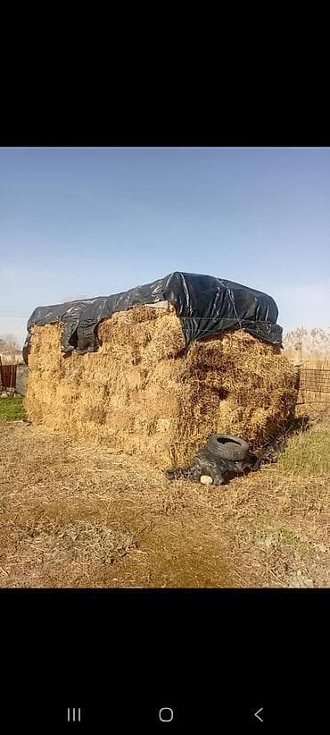 Сено клевер 2 укос только звонить село Новопокровка - Тип at lalafo.kg Сено клевер 2 укос только звонить село Новопокровка - Тип