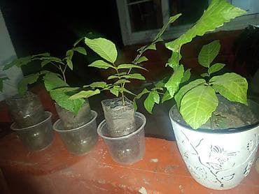 Саженцы в горшках (комнатные/садовые). Молодые растения выращены из at lalafo.kg Саженцы в горшках (комнатные/садовые). Молодые растения выращены из