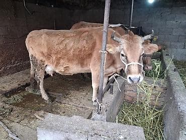 Продаю | Корова (самка) | Для молока | Привязанные at lalafo.kg Продаю | Корова (самка) | Для молока | Привязанные