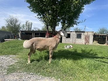 Продаю | Баран (самец) | Для разведения | Племенные at lalafo.kg Продаю | Баран (самец) | Для разведения | Племенные