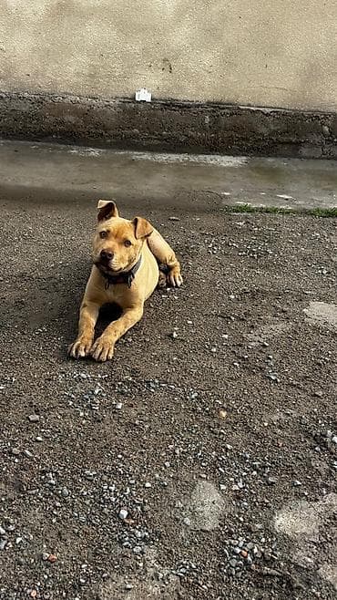 Стаффоршидский терьер, 4 месяца, Самец, С прививкой, С родословной at lalafo.kg — 1 Стаффоршидский терьер, 4 месяца, Самец, С прививкой, С родословной — 1