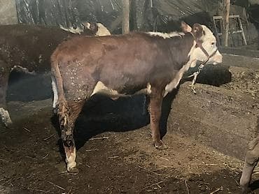 Продаю | Бык (самец) | Полукровка | На откорм | Привязанные at lalafo.kg Продаю | Бык (самец) | Полукровка | На откорм | Привязанные