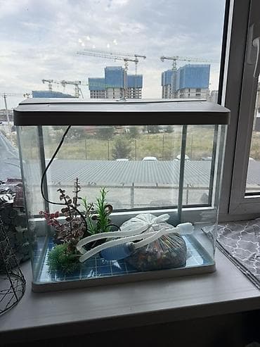 Аквариумный комплект для дома - Прямоугольный стеклянный аквариум с at lalafo.kg Аквариумный комплект для дома - Прямоугольный стеклянный аквариум с