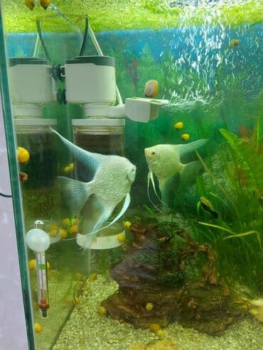 Продам аквариум на 100 литров,без рыбокдлина 70 см, ширина 30 см at lalafo.kg Продам аквариум на 100 литров,без рыбокдлина 70 см, ширина 30 см