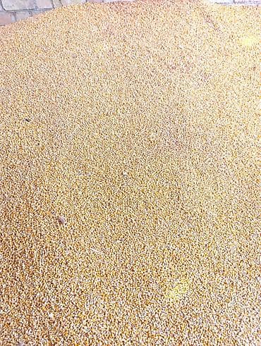 Кукуруза дроблёная (кормовая) вацап - Фракция: мелкая/средняя at lalafo.kg Кукуруза дроблёная (кормовая) вацап - Фракция: мелкая/средняя