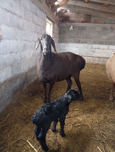 Продаю | Овца (самка) | Гиссарская | Для разведения | Матка at lalafo.kg Продаю | Овца (самка) | Гиссарская | Для разведения | Матка