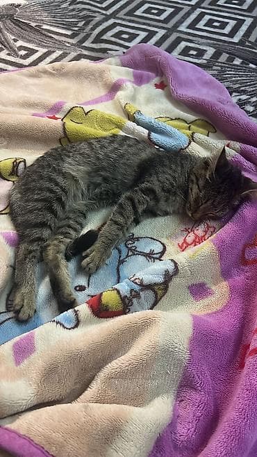 Вязка кошек: Кошка даром: Беспородная, Девочка at lalafo.kg — 3 Вязка кошек: Кошка даром: Беспородная, Девочка — 3