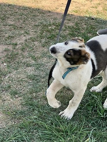 Алабай, 3 месяца, Самец, С прививкой at lalafo.kg Алабай, 3 месяца, Самец, С прививкой