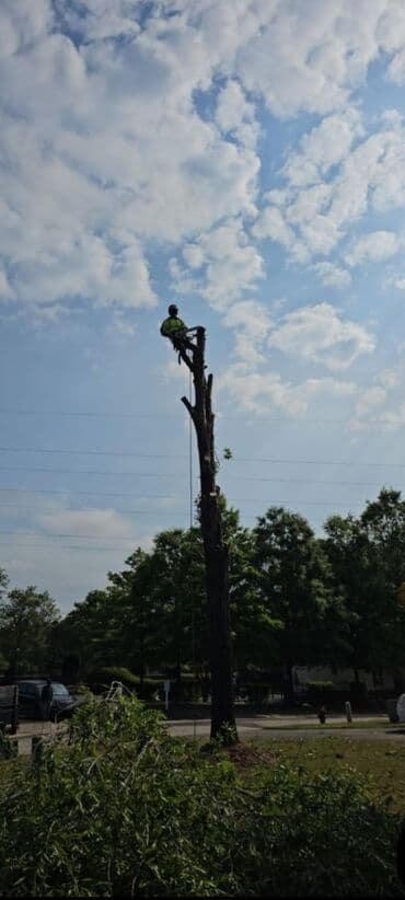 Тал, Бак, Жаңгак акацса Дуб Орехи терек карагач Отун кылып даярдап at lalafo.kg Тал, Бак, Жаңгак акацса Дуб Орехи терек карагач Отун кылып даярдап