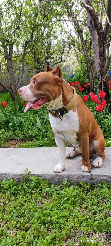 Вязка: Питбуль, Самец, 4 года at lalafo.kg Вязка: Питбуль, Самец, 4 года