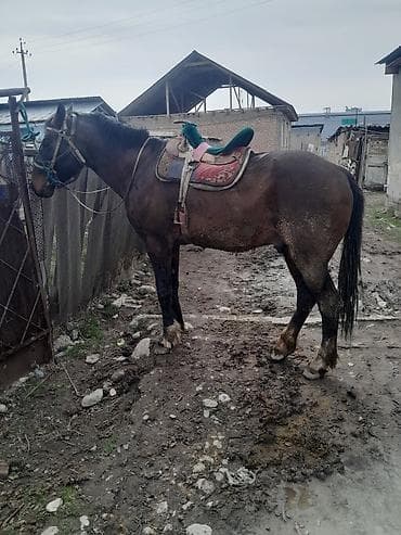 Продаю | Кобыла (самка) | Рабочий at lalafo.kg Продаю | Кобыла (самка) | Рабочий