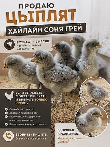Продаю | Цыплята | Хай-Лайн Соня Грей | Несушки at lalafo.kg Продаю | Цыплята | Хай-Лайн Соня Грей | Несушки