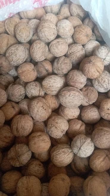 Грецкий орех в скорлупе - Натуральные орехи в цельной скорлупе at lalafo.kg Грецкий орех в скорлупе - Натуральные орехи в цельной скорлупе